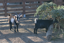 Jesienne klimaty w Alpakowo Marianowo