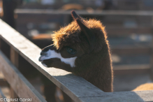 Jesienne klimaty w Alpakowo Marianowo