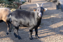 Jesienne klimaty w Alpakowo Marianowo