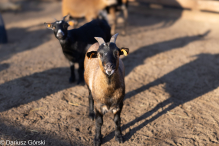 Jesienne klimaty w Alpakowo Marianowo