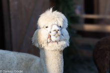 Jesienne klimaty w Alpakowo Marianowo