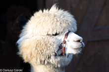 Jesienne klimaty w Alpakowo Marianowo