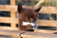 Jesienne klimaty w Alpakowo Marianowo