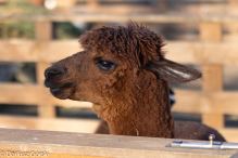 Jesienne klimaty w Alpakowo Marianowo