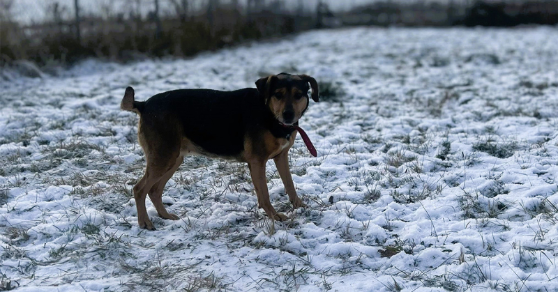 Psiaki czekają na spacery