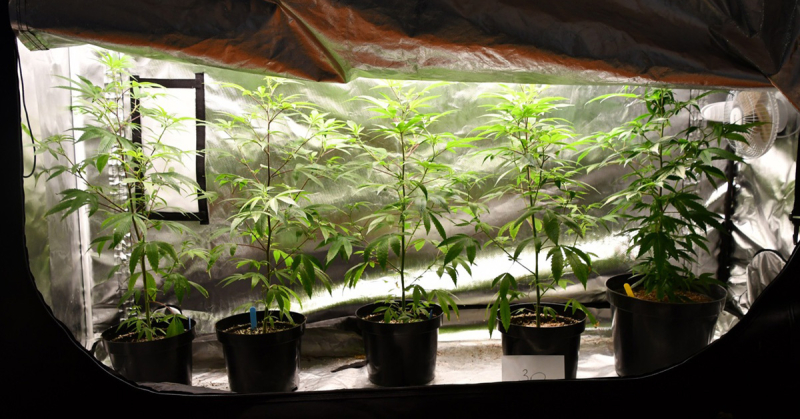 Realizacja stargardzkich kryminalnych i funkcjonariuszy CBŚP- przejęte ponad 4 kg marihuany i zlikwidowana plantacja konopi