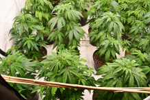 Realizacja stargardzkich kryminalnych i funkcjonariuszy CBŚP- przejęte ponad 4 kg marihuany i zlikwidowana plantacja konopi