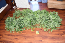 Realizacja stargardzkich kryminalnych i funkcjonariuszy CBŚP- przejęte ponad 4 kg marihuany i zlikwidowana plantacja konopi