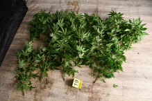 Realizacja stargardzkich kryminalnych i funkcjonariuszy CBŚP- przejęte ponad 4 kg marihuany i zlikwidowana plantacja konopi
