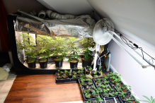 Realizacja stargardzkich kryminalnych i funkcjonariuszy CBŚP- przejęte ponad 4 kg marihuany i zlikwidowana plantacja konopi